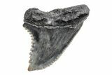 Snaggletooth Shark (Hemipristis) Tooth - South Carolina #211601-1